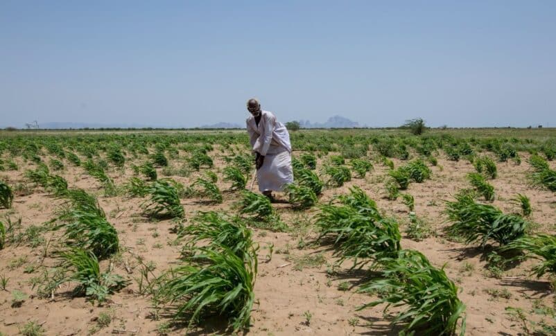 تقرير دولي: الجفاف يغطي نصف الأراضي الزراعية في السودان