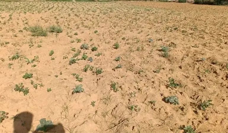 دارفور تحت ضغط الجفاف: صور الأقمار تكشف انحسار اخضرار الحقول والمراعي